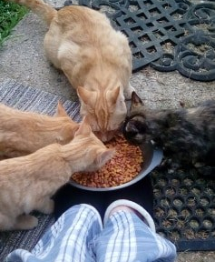 67889424_2400385380199138_86535035439546368_n